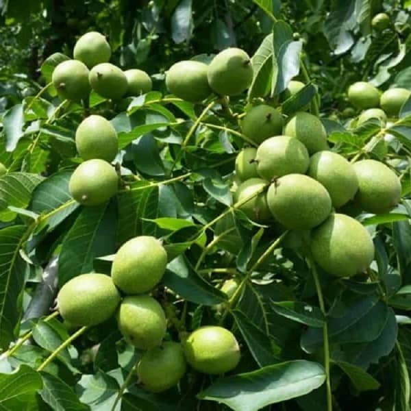 تصویر 3 از قیمت خرید نهال انبه چهار فصل عمده به صرفه و ارزان
